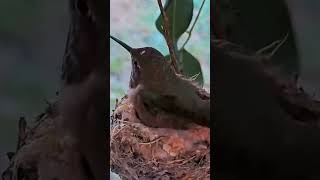 quotTiny Wonders The Life of a Hummingbird NestquotBirdWatchingBirdLoversBirdPhotography [upl. by Mollie528]