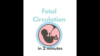 Fetal circulation in 2 mins [upl. by Adnarom]