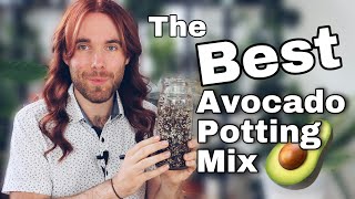 The Best Potting Mix for Avocado Trees [upl. by Dalia]