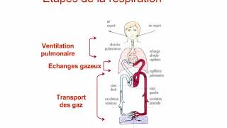 Introduction à la physiologie respiratoire [upl. by Kceb]