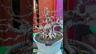 Wiring Bonsai Beringin sSorts bonsaigembong [upl. by Dwyer]