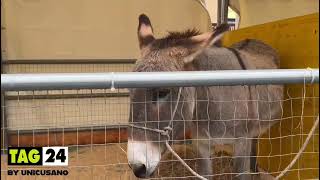 Benedizione animali 2024 Piazza San Pietro Roma gli animali della fattoria e da compagnia [upl. by Pokorny]