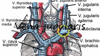 How to Pronounce Vena jugularis [upl. by Adele]