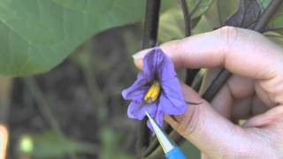 How to Care for Eggplant [upl. by Bandeen]