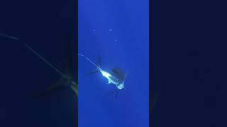 Sailfish tries spearmanning 😂 [upl. by Ylluz]