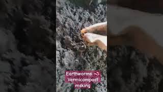 eisenia fetida earthworm vermivermicompostorganic earthwormstrendingyoutubeshortsvideo [upl. by Ethelinda901]