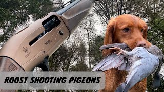 Roost Shooting  Pigeon Shooting  Gun Dog [upl. by Zaneski]