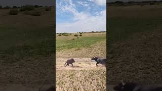 Bison protects its cub and intercepts a lion This action is amazing Animals compete in combat [upl. by Winne]