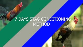 7 Days Stag Conditoning Method [upl. by Danyluk]