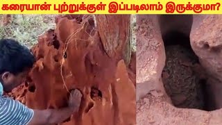 Termites nest  karayan Putru  Tamil  Poo Vanam  Prince Michael [upl. by Etnor504]