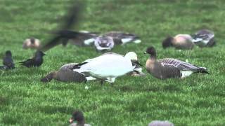 Lesser Snow Goose In Lancashire [upl. by Helbonnas676]