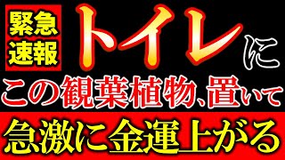 【※今すぐ確認して下さい⚠️】トイレに絶対置くべき最強の観葉植物10選✨ 置くだけで、恐ろしいほど急激に金運が上昇します。 [upl. by Ailemor916]