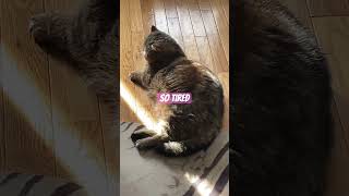 So tired with Sleepy Paws catlover catvideos [upl. by Clea240]