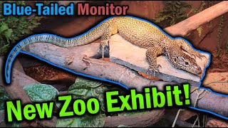 Moving our BlueTailed Monitor into the Zoo [upl. by Leugim]