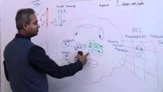 Immunology Neutrophil Lecture 3 Part 18 [upl. by Ronn788]