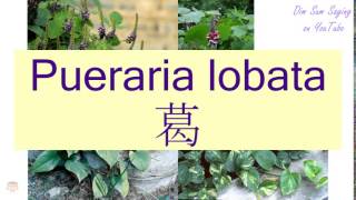 quotPUERARIA LOBATAquot in Cantonese 葛  Flashcard [upl. by Nonnaehr]