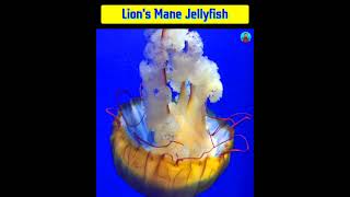 Lion Mane Jellyfish  Giant Jellyfish  shorts [upl. by Daron]