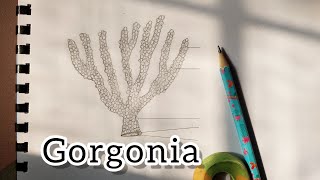 Gorgonia Diagram drawing Zoology practical drawing how to draw diagram of gargonia step by step [upl. by Akapol]