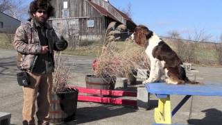 Dog Training Goals for the New Year Part One [upl. by Rehctaht]