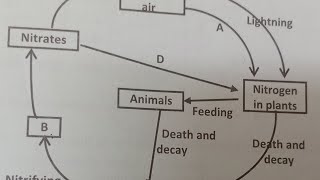 Kcse 2024 prediction Nitrogen Cycle [upl. by Irmina715]