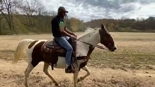 Diva Full Video Tennessee Walking Horse For Sale [upl. by Telocin]