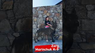 Dog Breed 👉 German Shepherd Dog From zorgmarinchukk9 Zorg Marinchuk 📍 🇺🇦 ukraine arispedigree [upl. by Adirem]