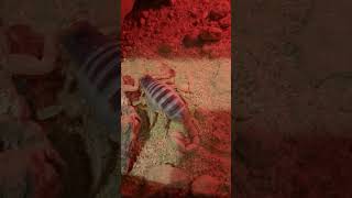 Hadrurus arizonensis Arizona Desert Hairy Scorpion 🦂👑 scorpion cool shorts trend animals [upl. by Bickart877]