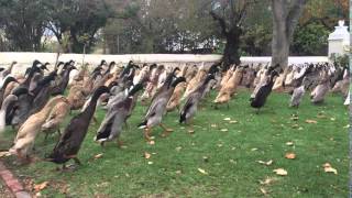 Indian Running Ducks  amazing scenes from a wine farm in South Africa [upl. by Lenee]