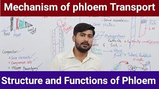 145 Structure composition and Functions of Phloem  Phloem Transport  Fsc Biology class 11 [upl. by Pacian]