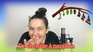 De chenille à papillon Animaux [upl. by Trisa]