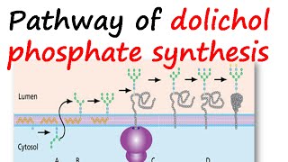 Dolichol phosphate synthesis pathway [upl. by Kreager]