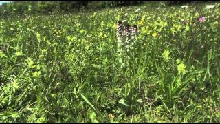 OPHRYS les orchidées des Petites Pyrénées [upl. by Cadmar796]