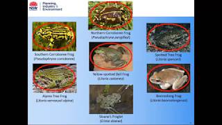 Frog reintroductions where the Amphibian Chytrid Fungus is the key threat [upl. by Mariano166]