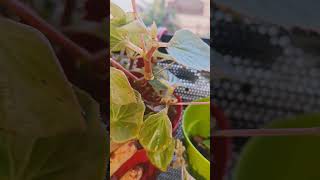 Begonia plant care in winter decoration houseplants garden begounia [upl. by Arrad]