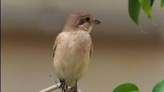 Isabelline shrike الصرد أحمر الذيل [upl. by Rafiq]