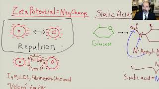 Atherosclerosis part 1 [upl. by Polito178]