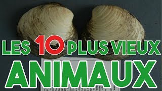 Les 10 plus vieux animaux [upl. by Neliac]