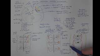 1106 Somites dermatome myotome sclerotome [upl. by Lenra]