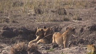 Beautiful Lion Pride With Playful Young Cubs [upl. by Paulsen]