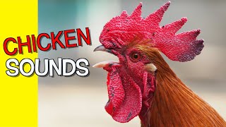 Chicken Sounds [upl. by Edahs]