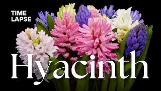 Timelapse Watch Hyacinth Flowers Bloom  Spring Flowering Bulbs [upl. by Lynelle]