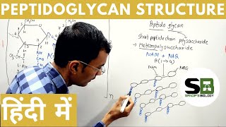 Structure of Peptidoglycan in Hindi [upl. by Gennie]