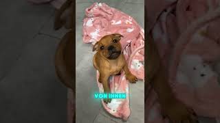 Das Problem mit dem Staffy tiere animals hund hunde staffy fakten [upl. by Atirrehs595]