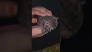 Baby cat 🐈 catwithfunkittylilly shorttrendingshort instagram subscribe viral video [upl. by Atneuqal]