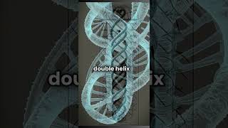 AI GPT DNAs Double Helix Structure human DNA reels shortvideo [upl. by Inek]