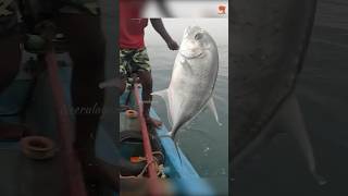 Fishing in the Deep Sea fishing fishingvideo seafishing [upl. by Jared]