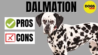 Dalmatian Dog Breed Profile  Pros and Cons of Owning a Dalmatian [upl. by Aynat]