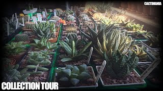 Cactus amp Succulent Collection Tour  April 2019 [upl. by Nwahsaj]