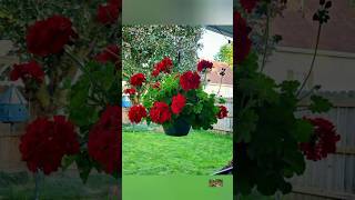 Geranium flower growing tips and tricks gardenplants flowers shots rosegarden [upl. by Brout751]