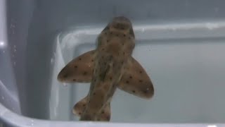 Stolen shark returned to San Antonio Aquarium [upl. by Ainosal]